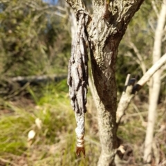 Metura elongatus (Saunders' case moth) at Dickson, ACT - 23 Apr 2024 by JBrickhill