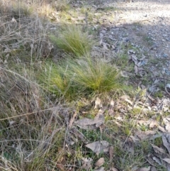 Nassella trichotoma (Serrated Tussock) at Mulligans Flat - 8 May 2022 by JBrickhill