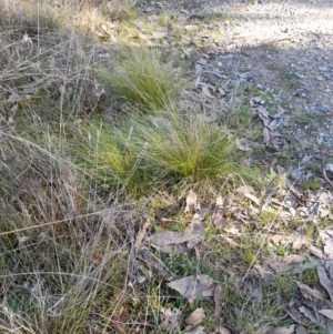 Nassella trichotoma at Mulligans Flat - 8 May 2022 01:56 PM