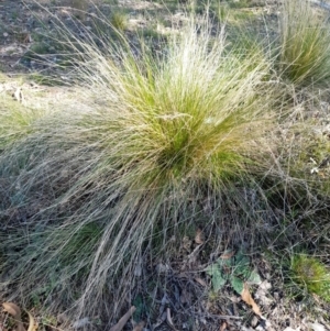 Nassella trichotoma at Mulligans Flat - 8 May 2022 12:38 PM