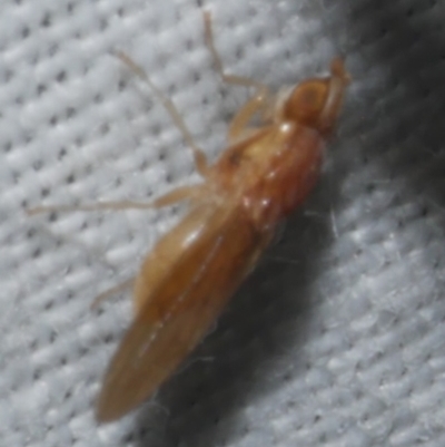 Lauxaniidae (family) at WendyM's farm at Freshwater Ck. - 20 Feb 2023 by WendyEM