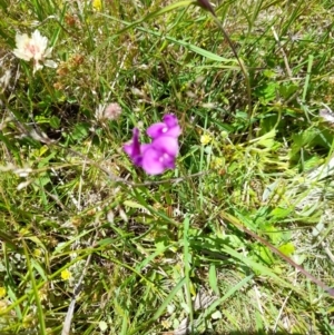 Swainsona behriana at Namadgi National Park - 29 Dec 2021