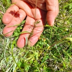 Swainsona behriana at Namadgi National Park - 29 Dec 2021