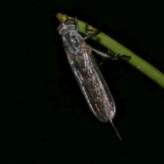 Asilidae (family) at Freshwater Creek, VIC - 20 Feb 2023 by WendyEM