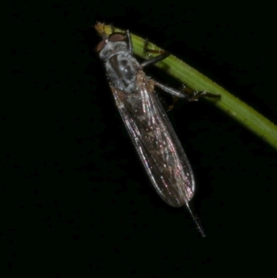 Asilidae (family) at WendyM's farm at Freshwater Ck. - 20 Feb 2023 by WendyEM