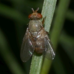 Calliphora sp. (genus) at WendyM's farm at Freshwater Ck. - 20 Feb 2023 by WendyEM