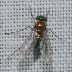 Unidentified Long-legged Fly (Dolichopodidae) at Freshwater Creek, VIC - 20 Feb 2023 by WendyEM