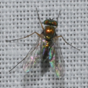 Sciapodinae (subfamily) at WendyM's farm at Freshwater Ck. - 21 Feb 2023 02:15 AM