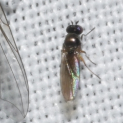 Diptera (order) at Freshwater Creek, VIC - 20 Feb 2023 by WendyEM