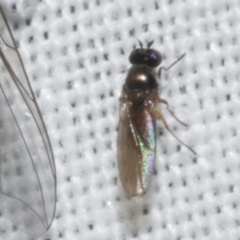 Diptera (order) at WendyM's farm at Freshwater Ck. - 20 Feb 2023 by WendyEM