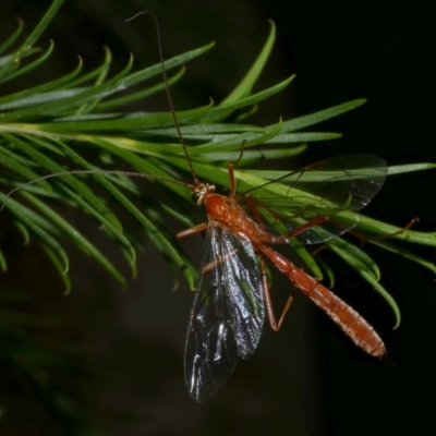 Ichneumonidae (family) at Freshwater Creek, VIC - 20 Feb 2023 by WendyEM
