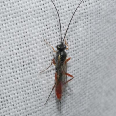 Unidentified Wasp (Hymenoptera, Apocrita) at Freshwater Creek, VIC - 20 Feb 2023 by WendyEM