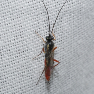 Unidentified Wasp (Hymenoptera, Apocrita) at WendyM's farm at Freshwater Ck. - 20 Feb 2023 by WendyEM