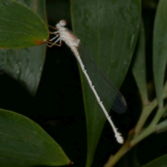 Ischnura heterosticta at Freshwater Creek, VIC - 25 Feb 2023 by WendyEM