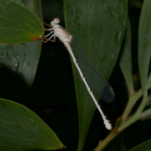 Xanthagrion erythroneurum at WendyM's farm at Freshwater Ck. - 25 Feb 2023 09:58 PM