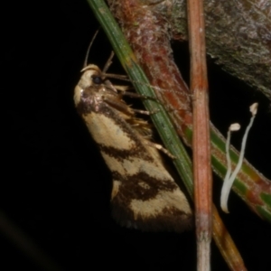 Olbonoma triptycha at WendyM's farm at Freshwater Ck. - 26 Feb 2023 11:19 PM