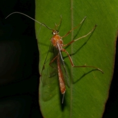 Ichneumonidae (family) at WendyM's farm at Freshwater Ck. - 12 Feb 2023 by WendyEM