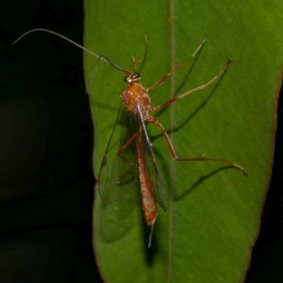 Unidentified Parasitic wasp (numerous families) at Freshwater Creek, VIC - 12 Feb 2023 by WendyEM