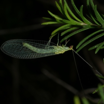 Apertochrysa edwardsi (A Green Lacewing) at WendyM's farm at Freshwater Ck. - 12 Feb 2023 by WendyEM