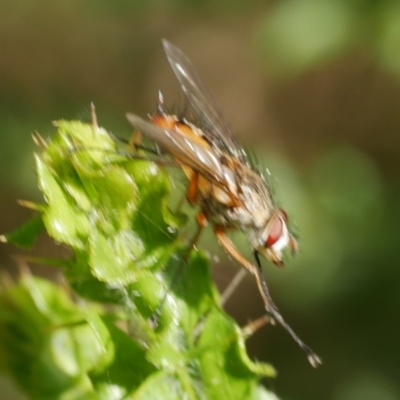 Diptera (order) at Freshwater Creek, VIC - 17 Feb 2023 by WendyEM