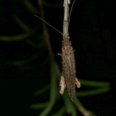 Trichoptera (order) (Unidentified Caddisfly) at WendyM's farm at Freshwater Ck. - 12 Feb 2023 by WendyEM