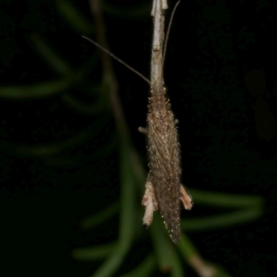 Trichoptera sp. (order) at WendyM's farm at Freshwater Ck. - 12 Feb 2023 by WendyEM