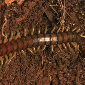 Cormocephalus aurantiipes at Mount Ainslie - 17 Jun 2024