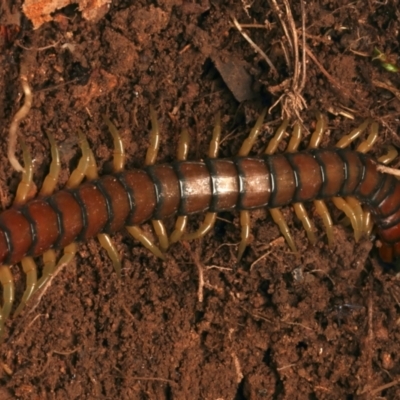 Cormocephalus aurantiipes (Orange-legged Centipede) at Mount Ainslie - 17 Jun 2024 by jb2602