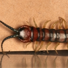 Cormocephalus aurantiipes at Mount Ainslie - 17 Jun 2024