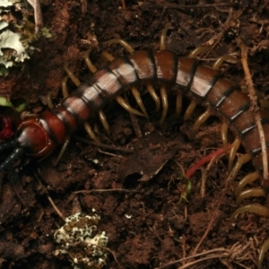 Cormocephalus aurantiipes at Mount Ainslie - 17 Jun 2024