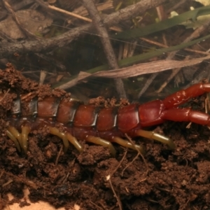 Cormocephalus aurantiipes at Mount Ainslie - 17 Jun 2024