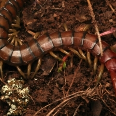 Cormocephalus aurantiipes at Mount Ainslie - 17 Jun 2024