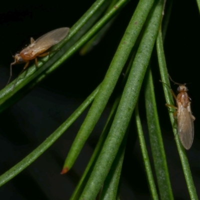 Diptera (order) at Freshwater Creek, VIC - 12 Feb 2023 by WendyEM