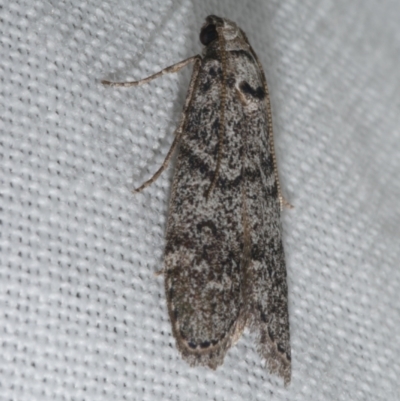 Heteromicta pachytera (Galleriinae subfamily moth) at Freshwater Creek, VIC - 20 Feb 2023 by WendyEM