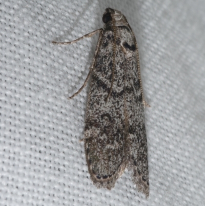 Heteromicta pachytera (Galleriinae subfamily moth) at WendyM's farm at Freshwater Ck. - 21 Feb 2023 by WendyEM