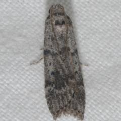 Heteromicta pachytera (Galleriinae subfamily moth) at Freshwater Creek, VIC - 20 Feb 2023 by WendyEM