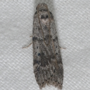 Heteromicta pachytera at WendyM's farm at Freshwater Ck. - 21 Feb 2023 02:02 AM