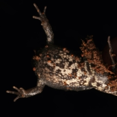 Crinia signifera at Mount Ainslie - 17 Jun 2024