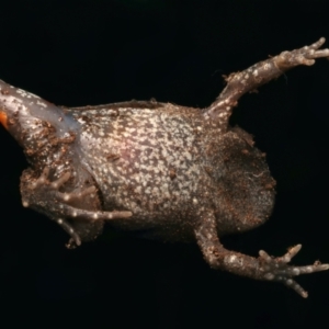 Uperoleia laevigata at Mount Ainslie - 17 Jun 2024