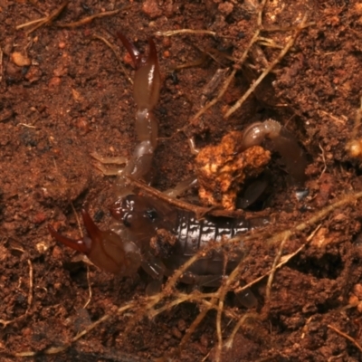 Urodacus manicatus (Black Rock Scorpion) at Mount Ainslie - 17 Jun 2024 by jb2602