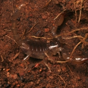 Urodacus manicatus at Mount Ainslie - 17 Jun 2024