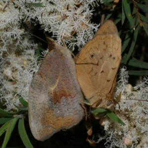 Heteronympha merope at WendyM's farm at Freshwater Ck. - 1 Jan 2023 09:09 AM