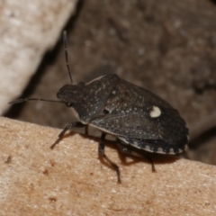 Unidentified Shield, Stink or Jewel Bug (Pentatomoidea) at Freshwater Creek, VIC - 30 Jan 2023 by WendyEM