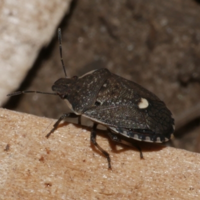 Unidentified Shield, Stink or Jewel Bug (Pentatomoidea) at Freshwater Creek, VIC - 30 Jan 2023 by WendyEM