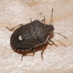 Dictyotus conspicuus at WendyM's farm at Freshwater Ck. - 30 Jan 2023 05:42 PM