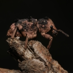 Aades cultratus (Weevil) at Freshwater Creek, VIC - 30 Jan 2023 by WendyEM