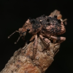 Aades cultratus at WendyM's farm at Freshwater Ck. - 30 Jan 2023 05:07 PM