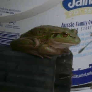 Litoria raniformis at suppressed - suppressed