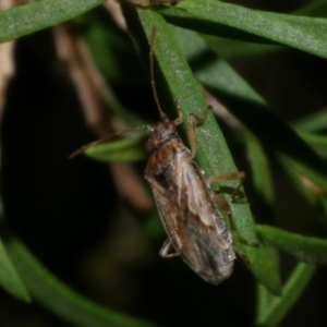Nysius vinitor at WendyM's farm at Freshwater Ck. - 26 Jan 2023 11:39 PM