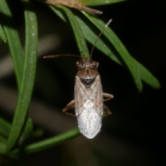 Nysius vinitor at WendyM's farm at Freshwater Ck. - 26 Jan 2023 11:39 PM